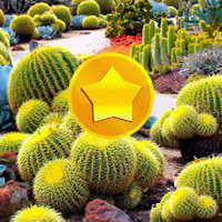 Treasure Hunt-Cactus